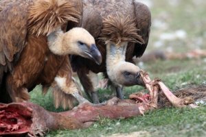 Aves que consomem cadáveres e "limpam" o mundo
