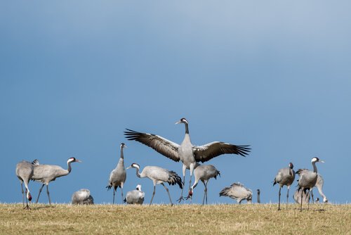a orientação no voo das aves