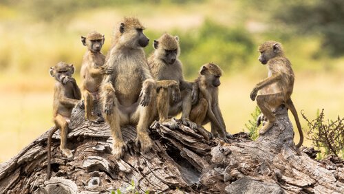 Família de babuínos