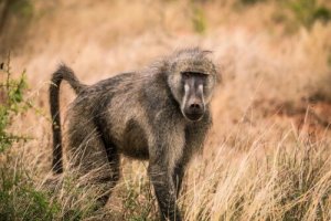 A história dos babuínos pacíficos