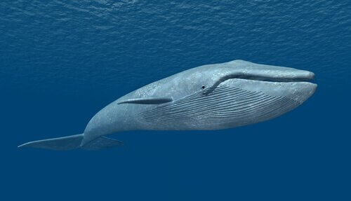 o maior animal que existe na Terra: baleia azul