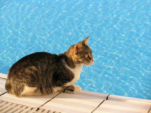 gato na beira de uma piscina