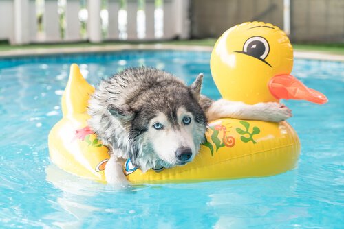 Dicas para brincar com seu animal de estimação no verão