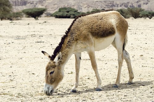 fauna do deserto de Gobi: burro selvagem