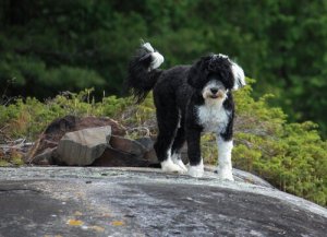 Cão de água português: um pescador