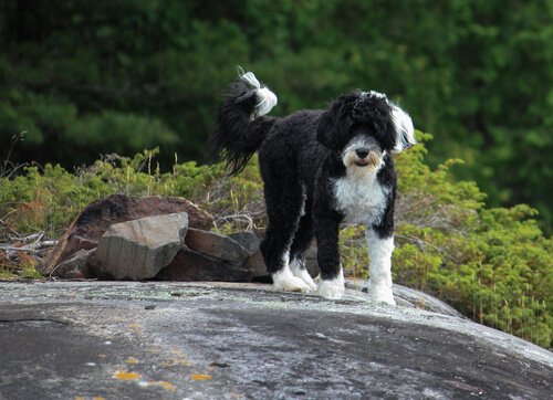 Tudo o que deve saber sobre o Cão de Água Português - Blog Barkyn