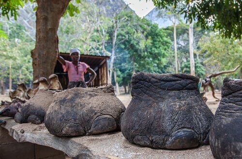 patas de elefantes mortos