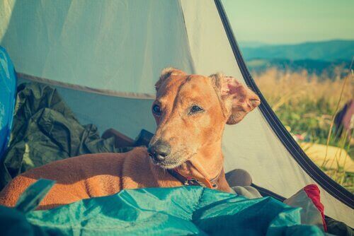 Cachorro em barraca de camping