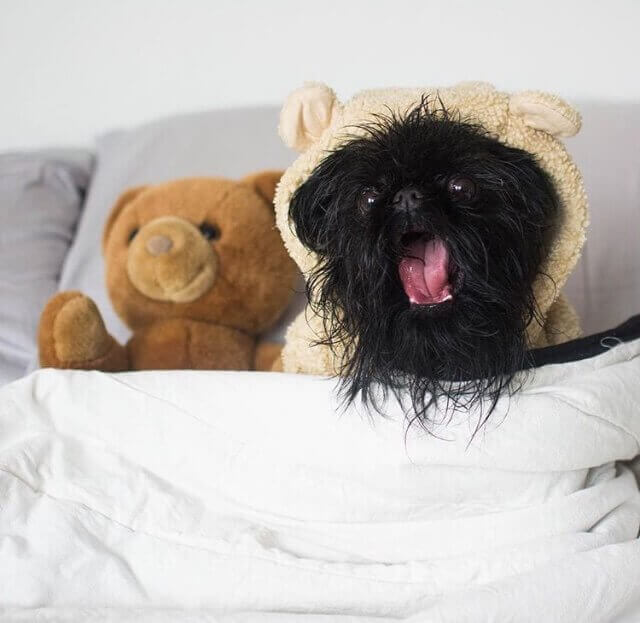 perfis do instagram sobre cães cães mais famosos 5