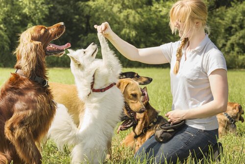 Cães resolvem problemas mais rápido quando seus donos os incentivam
