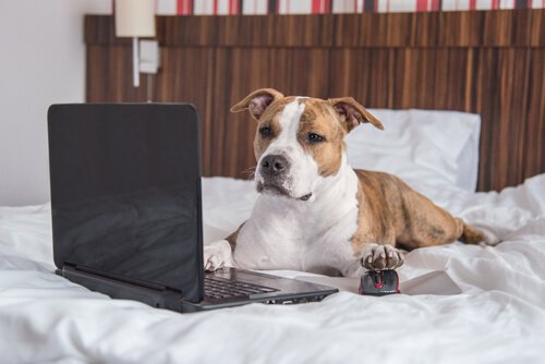 Cachorro com laptop e mouse