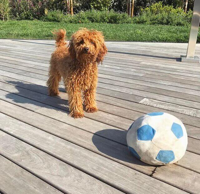 Cachorrinho com bola