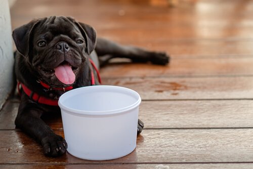 Pug com vasilha de água