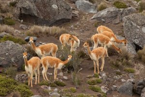 Conheça os camelídeos da América do Sul
