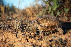 Características da tartaruga Horsfield