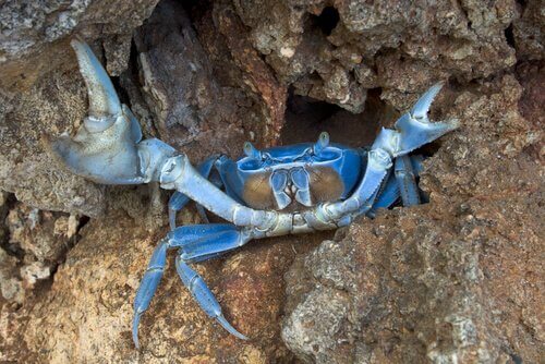4 espécies de caranguejos marinhos: o caranguejo-azul