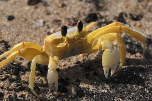 4 espécies de caranguejos marinhos