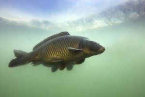 Conheça a maravilhosa e colorida carpa