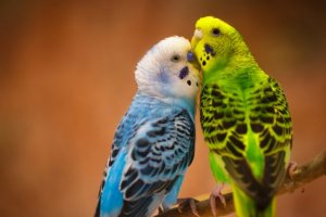 Os periquitos: aves fiéis ao parceiro