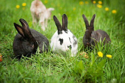 animais que comem flores: coelhos