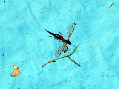 como evitar insetos na sua piscina: vespa