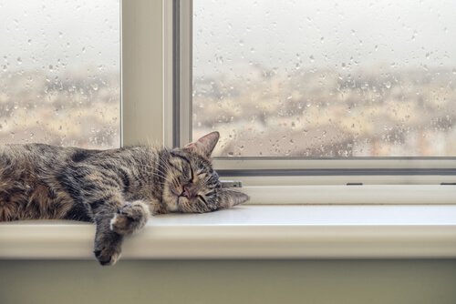 Como o seu gato age durante a chuva?