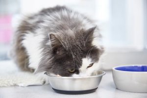 Dicas de alimentação para gatos de pelo longo
