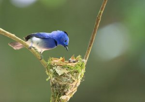 Aves peritas na construção de seus ninhos
