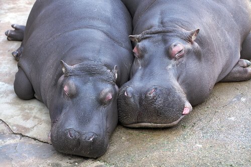 Casal de hipopótamos