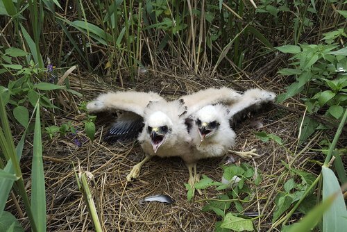 filhotes de tartaranhão