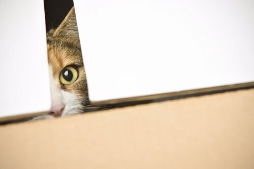 curiosidade felina