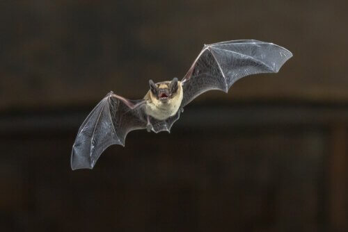 O curioso voo do morcego