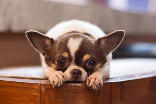 raças de cães sul-americanos