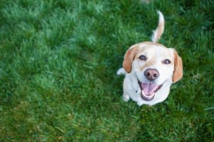 4 hábitos saudáveis que beneficiam o coração do seu cão