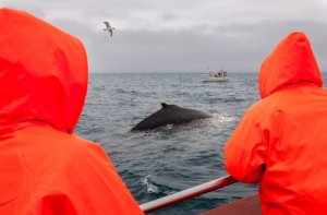 Denunciam a caça da maior baleia do mundo