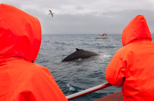 Denunciam a caça da maior baleia do mundo