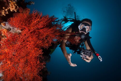 recife de corais