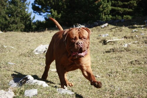 alimentação de cães molossos