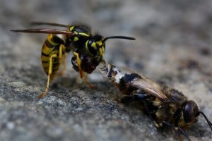 7 diferenças entre abelhas e vespas