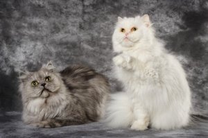 Diferenças entre gato persa e angorá