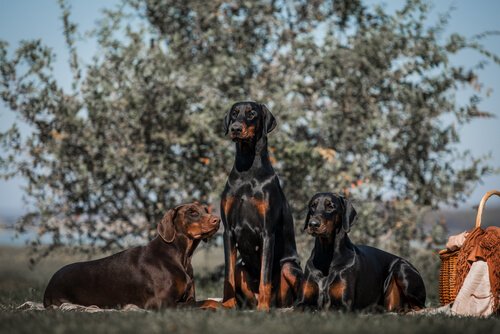cães Dobermann