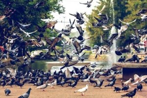 Doenças transmitidas por pombos