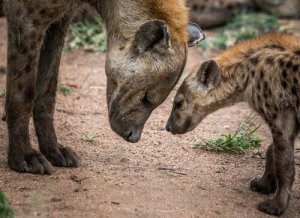 O domínio das fêmeas de hiena