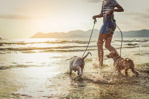 Dona na praia com cachorros