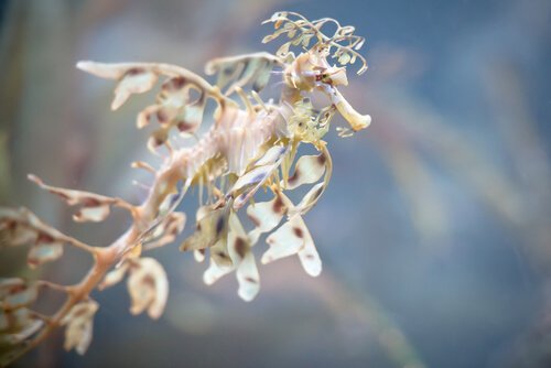 Dragão marinho folhado