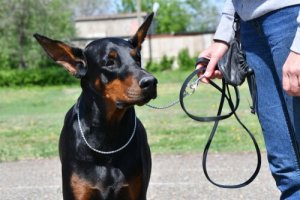 Educação básica para um dobermann