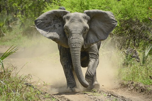 Elefante africano correndo
