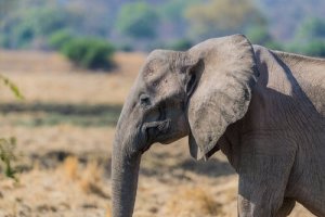 Por que há cada vez mais elefantes sem presas?