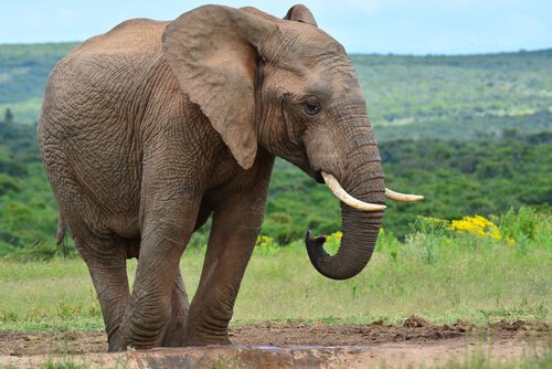 Elefante na savana africana