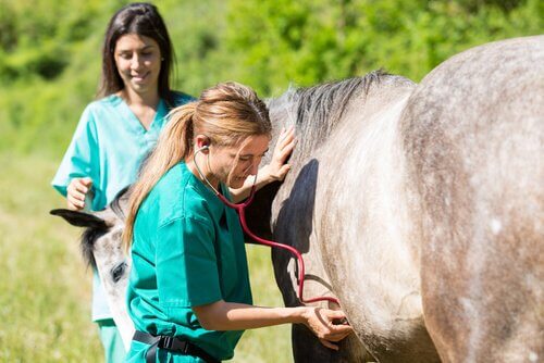 Enfisema subcutâneo em cavalos